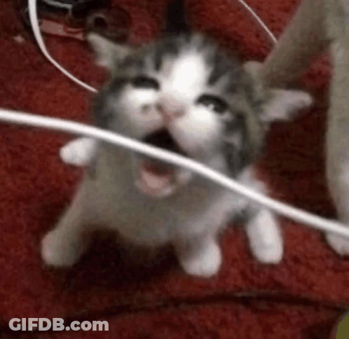 A Gray And White Kitten Is Yawning While Playing With A Wire . GIF