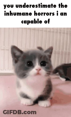 A Gray And White Kitten With A Caption That Says You Underestimate The Inhumane Horrors I Am Capable Of . GIF