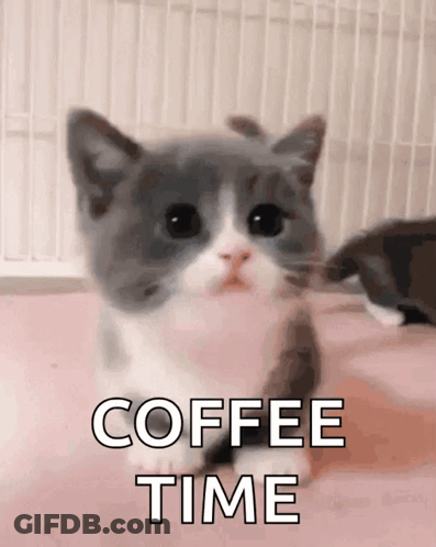 A Gray And White Kitten With The Words Coffee Time Written Above It GIF