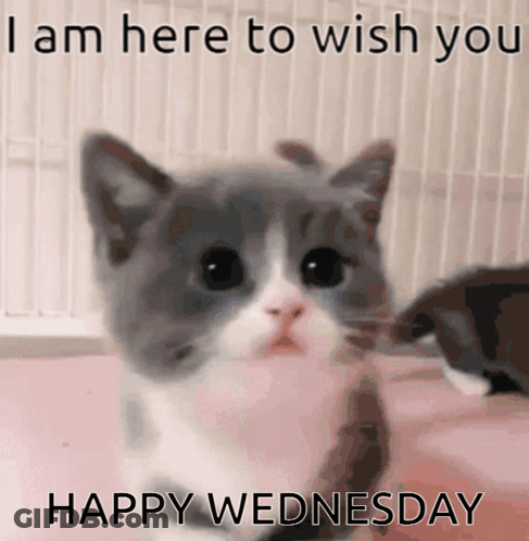 A Gray And White Kitten With The Words " I Am Here To Wish You Happy Wednesday " On The Bottom GIF