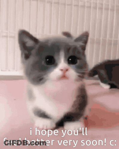 A Gray And White Kitten With The Words I Hope You 'Ll Feel Better Very Soon Below It GIF