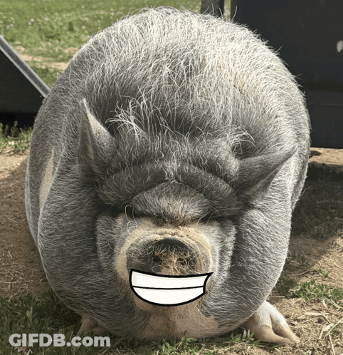 A Gray And White Pig With A White Smile On Its Face GIF