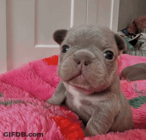A Gray And White Puppy Laying On A Pink Blanket GIF