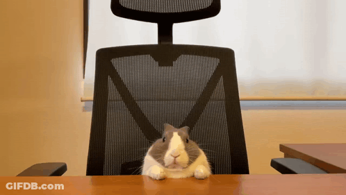 A Gray And White Rabbit Is Sitting At A Desk In Front Of An Office Chair GIF