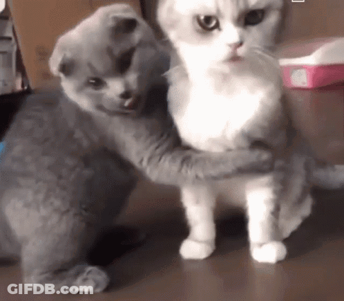 A Gray Cat Is Hugging A White Cat On The Floor GIF