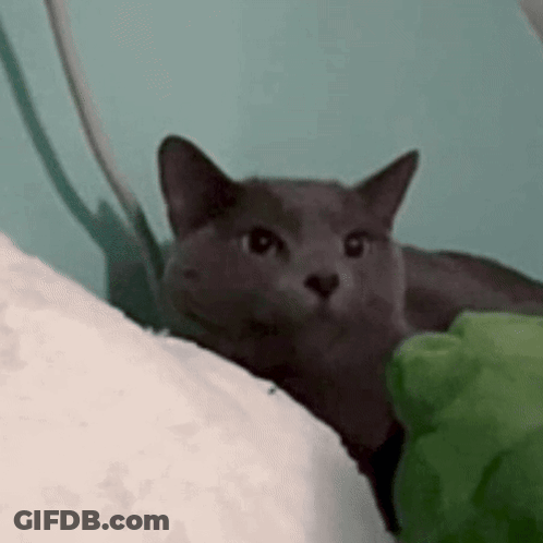 A Gray Cat Is Laying On A Bed With A Green Pillow . GIF