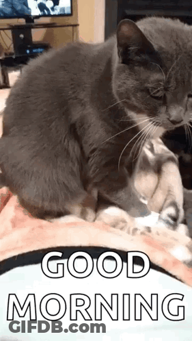 A Gray Cat Is Laying On A Bed With The Words `` Good Morning '' Written Above It . GIF