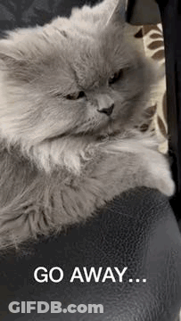 A Gray Cat Is Laying On A Black Couch With The Words `` Go Away '' Written On The Bottom . GIF