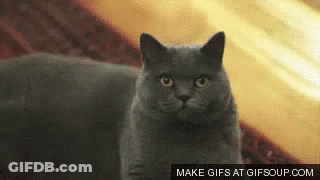 A Gray Cat Is Looking At The Camera With A Gif That Says Make Gifs At Gifsoup.com Below It GIF