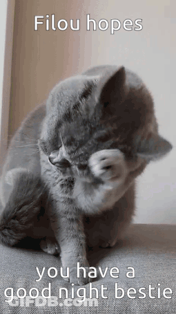 A Gray Cat Is Scratching Its Face With Its Paws While Sitting On A Couch . GIF
