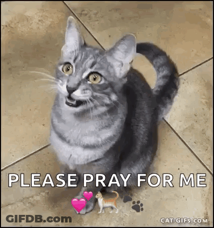 A Gray Cat Is Sitting On A Tiled Floor With Hearts On Its Paws And A Small Dog . GIF