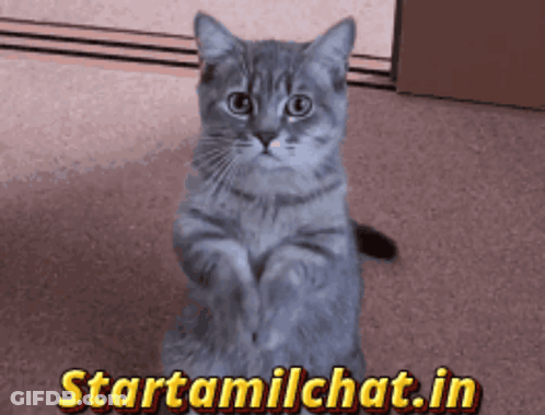 A Gray Cat Is Sitting On Its Hind Legs In Front Of A Sign That Says Startamilchat.in GIF