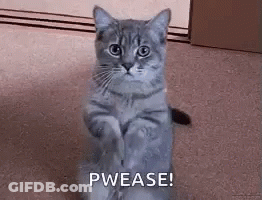 A Gray Cat Is Sitting On Its Hind Legs On A Carpet . GIF