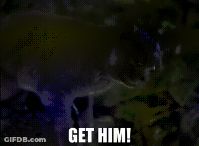 A Gray Cat Is Standing In The Dark With The Words `` Get Him '' Written On The Bottom . GIF