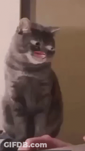 A Gray Cat Is Standing Next To A Person 'S Hand . GIF