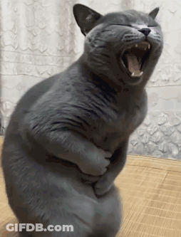 A Gray Cat Is Yawning And Holding Its Belly GIF