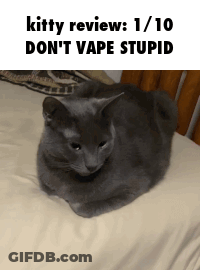 A Gray Cat Laying On A Bed With A Caption That Says Kitty Review 1/10 Don 'T Vape Stupid GIF