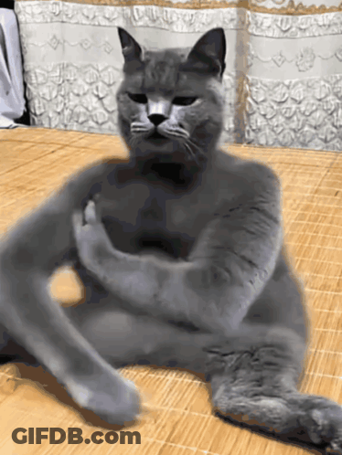 A Gray Cat Laying On A Mat With Its Arms Crossed GIF
