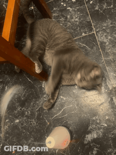 A Gray Cat Laying On The Floor Next To A White Cup With A Red Light On It GIF
