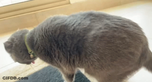 A Gray Cat Wearing A Collar Is Standing On A Black Mat GIF