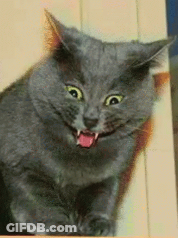 A Gray Cat With Yellow Eyes And A Pink Tongue GIF
