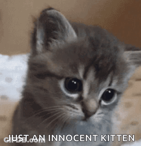 A Gray Kitten Is Sitting On A Bed And Says Just An Innocent Kitten GIF