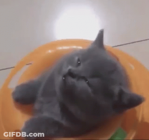 A Gray Kitten Is Sleeping On A Yellow Plate . GIF