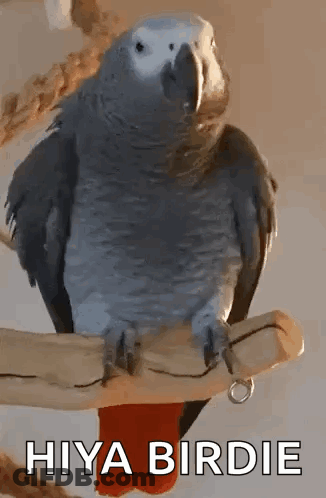 A Gray Parrot Is Perched On A Branch With The Words Hiya Birdie Below It . GIF