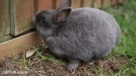 A Gray Rabbit Is Eating Grass Next To A Fence . GIF