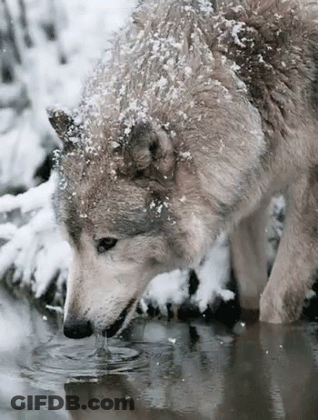 A Gray Wolf Drinking Water From A Puddle In The Snow . GIF