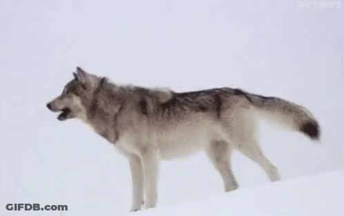 A Gray Wolf Is Standing In The Snow . GIF