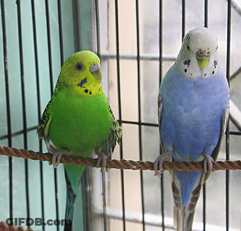 A Green And A Blue Parakeet Sitting On A Rope In A Cage GIF