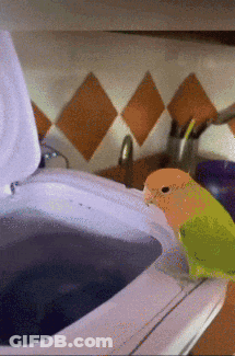A Green And Orange Bird Sits On Top Of A White Washing Machine GIF