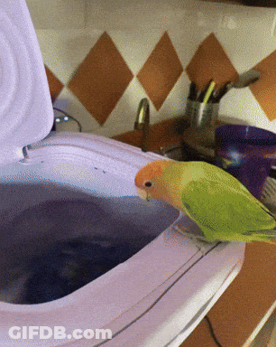 A Green And Orange Parrot Sits On A Toilet Seat GIF