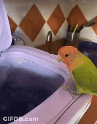 A Green And Orange Parrot Sitting On Top Of A White Washing Machine GIF