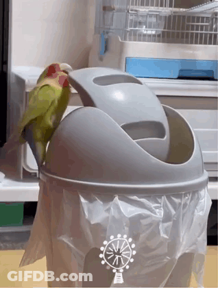 A Green And Red Parrot Is Perched On Top Of A Trash Can GIF
