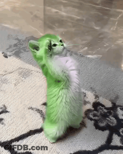A Green And White Cat Is Standing On Its Hind Legs On A Rug GIF