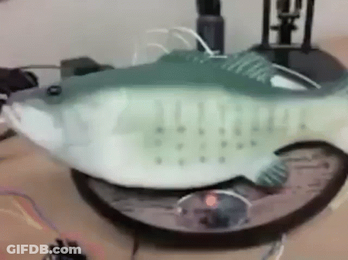 A Green And White Fish Is Sitting On Top Of A Clock . GIF