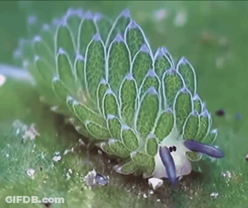A Green And White Sea Slug With A Blue Nose GIF