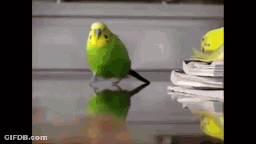 A Green And Yellow Parakeet Is Walking On A Glass Table GIF