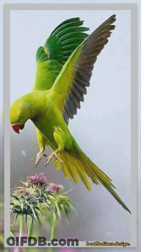 A Green And Yellow Parrot Is Flying Over A Flower With The Words B-Collections-Design Written On The Bottom GIF