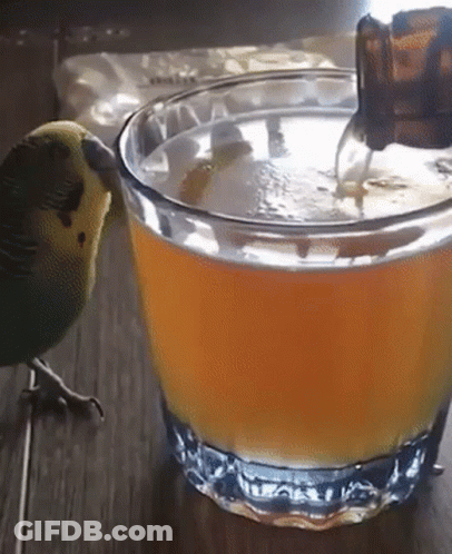A Green And Yellow Parrot Standing Next To A Glass Of Beer GIF