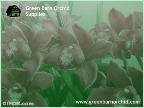 A Green Barn Orchid Supplies Advertisement With Flowers In The Background GIF