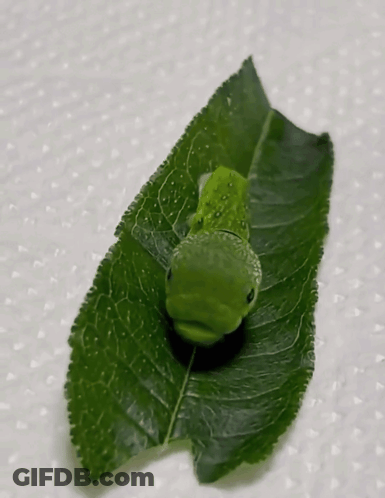 A Green Caterpillar Laying On A Green Leaf GIF