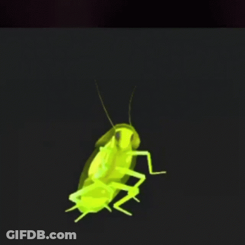 A Green Cockroach Is Crawling On A Black Background GIF