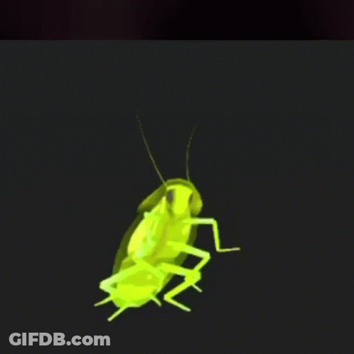 A Green Cockroach Is Crawling On A Black Background . GIF