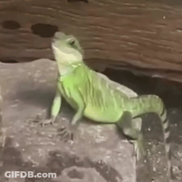 A Green Lizard Is Sitting On A Rock In A Cage . GIF