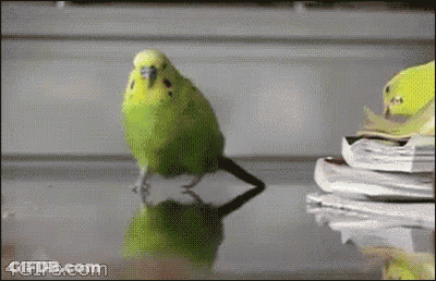 A Green Parakeet Is Standing On A Glass Table Next To A Pile Of Books . GIF