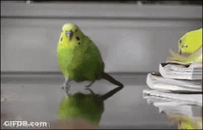 A Green Parakeet Is Standing On A Table Next To A Stack Of Papers . GIF