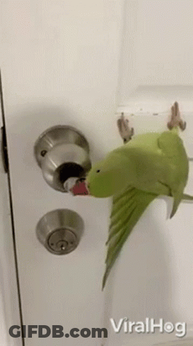 A Green Parrot Is Sitting On Top Of A Door Handle . GIF
